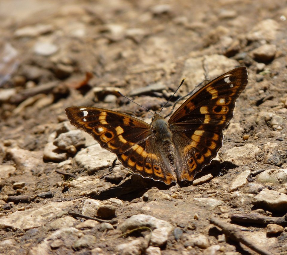 Обои земля, камни, бабочка, крылья, насекомые, earth, stones, butterfly, wings, insects разрешение 4000x3000 Загрузить