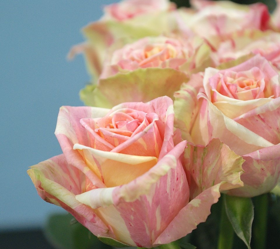 Обои цветы, бутоны, макро, розы, лепестки, букет, flowers, buds, macro, roses, petals, bouquet разрешение 2560x1714 Загрузить