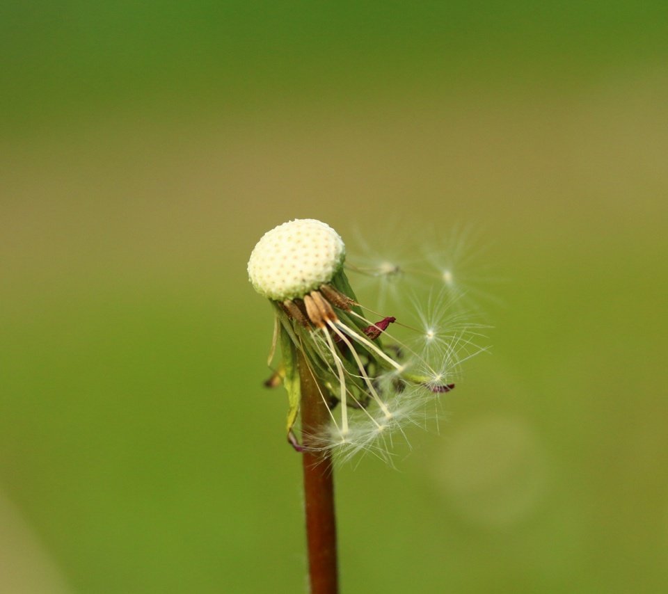 Обои фон, цветок, одуванчик, семена, пушинки, былинки, background, flower, dandelion, seeds, fuzzes, blade разрешение 1920x1280 Загрузить