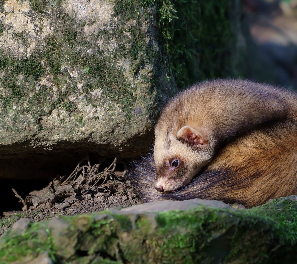 Обои камни, животные, мех, дикая природа, грызун, хорек, stones, animals, fur, wildlife, rodent, ferret разрешение 2048x1152 Загрузить