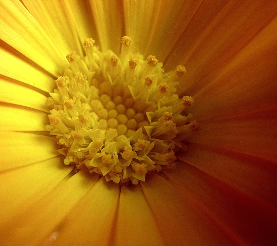 Обои желтый, цветок, лепестки, весна, календула, крупным планом, yellow, flower, petals, spring, calendula, closeup разрешение 3648x2736 Загрузить