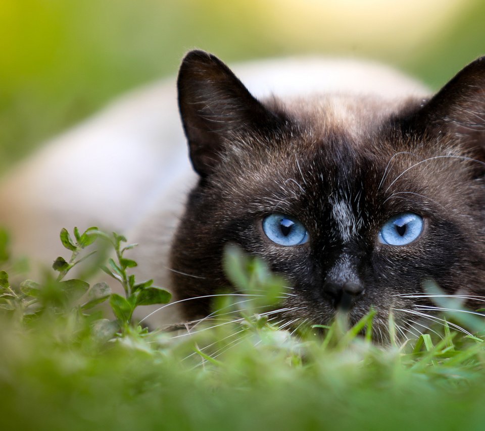 Кошки с очень красивыми глазами
