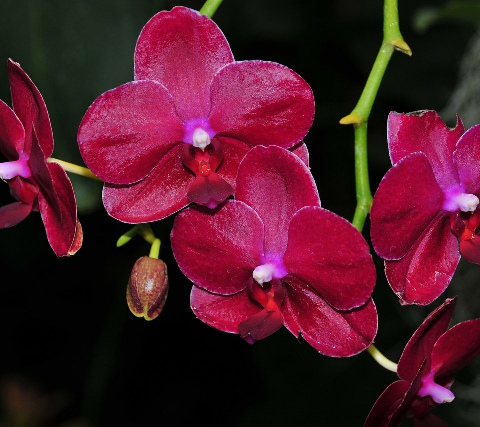 Обои цветы, цветение, черный фон, орхидеи, flowers, flowering, black background, orchids разрешение 2048x1360 Загрузить