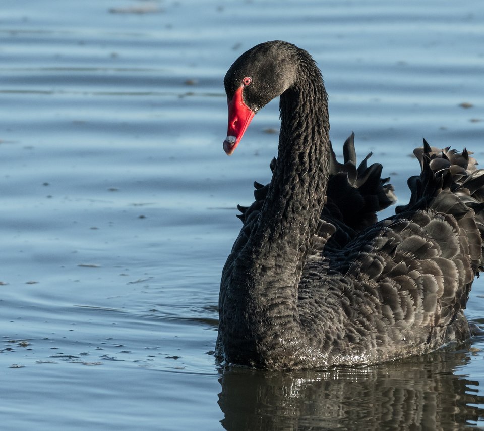 Обои вода, птица, клюв, перья, лебедь, черный лебедь, water, bird, beak, feathers, swan, black swan разрешение 2880x1800 Загрузить