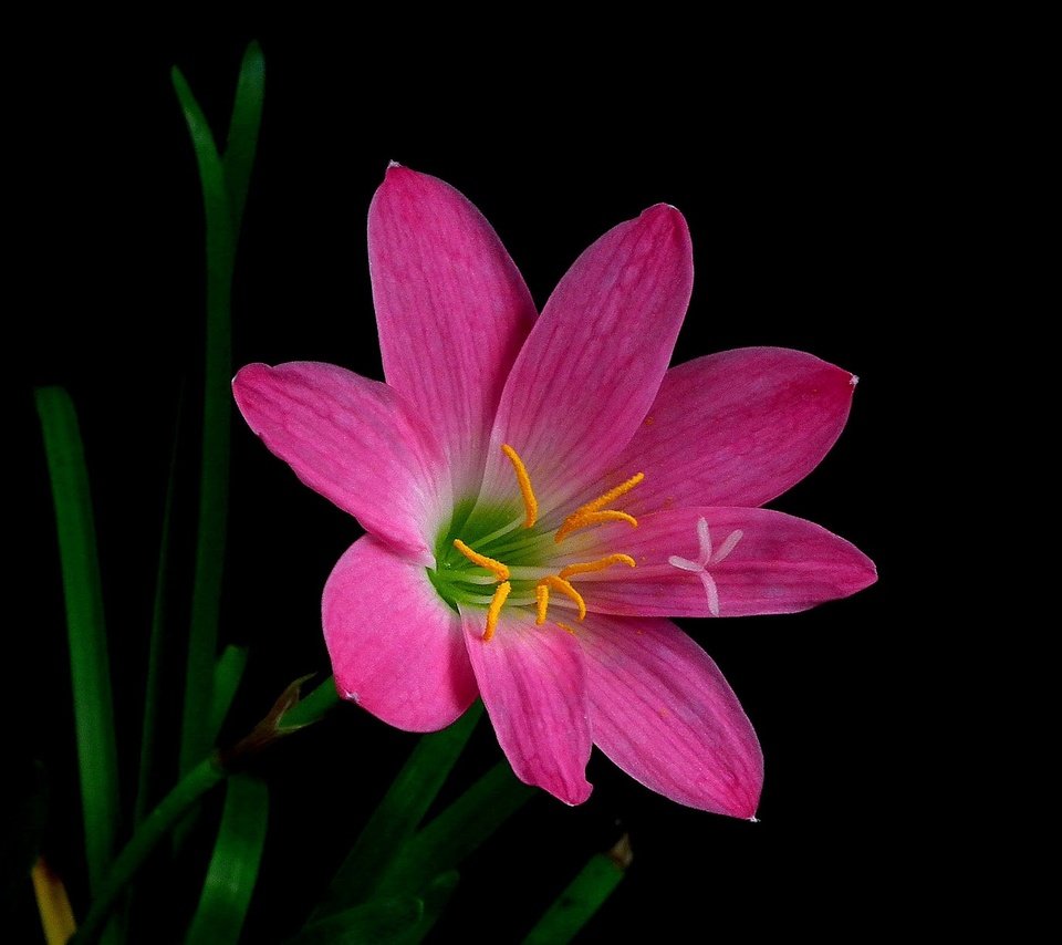 Обои макро, цветок, лепестки, черный фон, зефирантес, macro, flower, petals, black background, zephyranthes разрешение 2048x1225 Загрузить