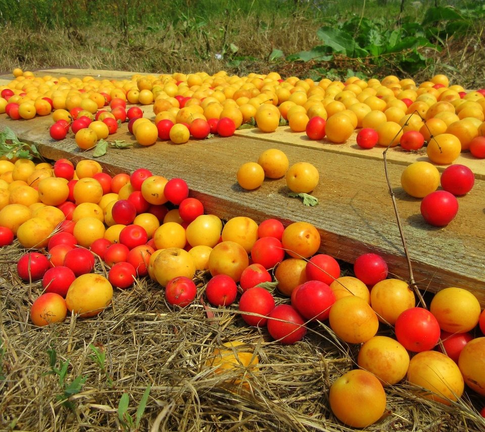 Обои фрукты, урожай, плоды, алыча, слива, fruit, harvest, plum, drain разрешение 1920x1440 Загрузить