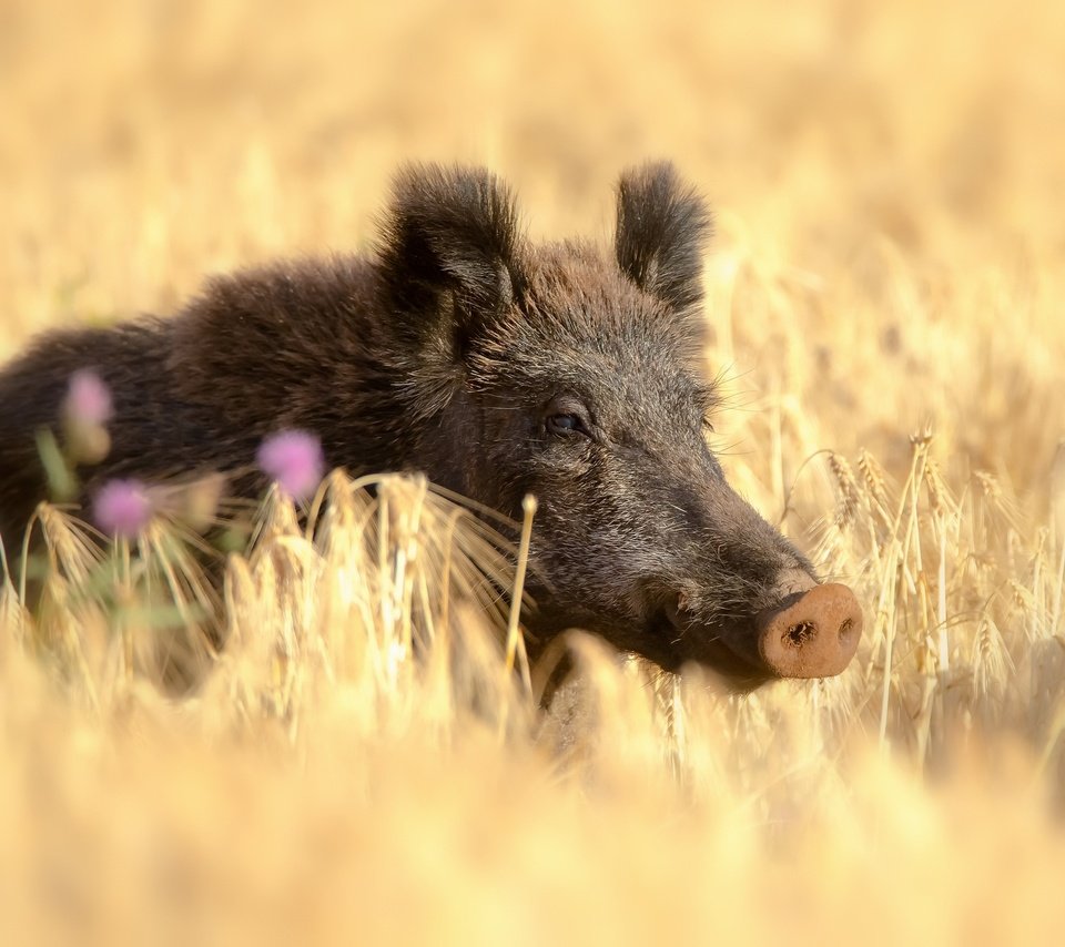 Обои поле, лето, пшеница, кабан, кабанчик, дикая свинья, field, summer, wheat, boar, hog, wild pig разрешение 2560x1731 Загрузить