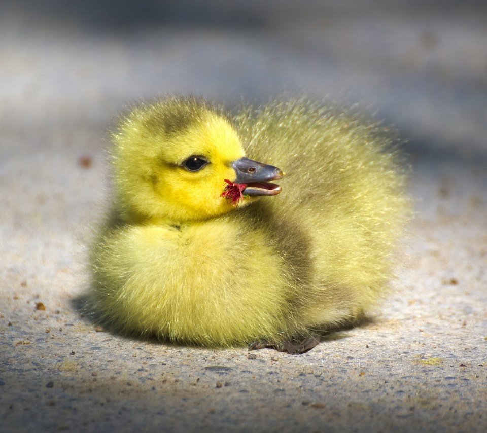 Обои птенец, маленький, птица, клюв, малыш, гусь, глазки, гусенок, chick, small, bird, beak, baby, goose, eyes, gosling разрешение 4176x2349 Загрузить