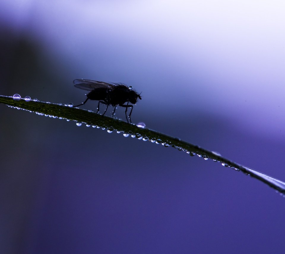 Обои трава, макро, насекомое, фон, капли, муха, grass, macro, insect, background, drops, fly разрешение 6016x4016 Загрузить