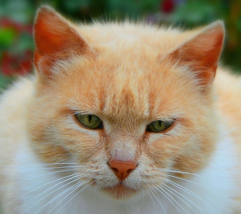 Обои кот, мордочка, усы, кошка, взгляд, зеленые глаза, cat, muzzle, mustache, look, green eyes разрешение 2500x1603 Загрузить