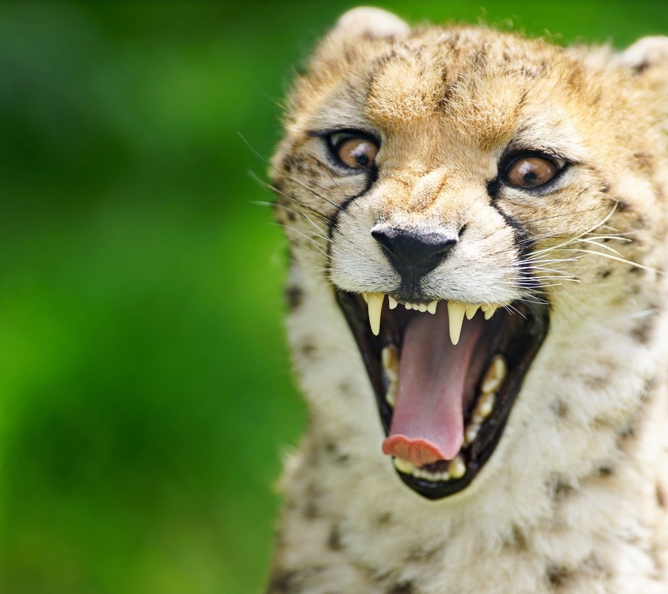 Обои морда, фон, зубы, язык, пасть, гепард, дикая кошка, face, background, teeth, language, mouth, cheetah, wild cat разрешение 4500x3004 Загрузить