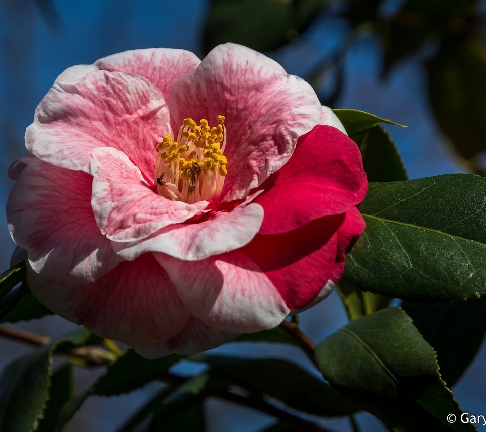 Обои листья, макро, фон, цветок, лепестки, камелия, leaves, macro, background, flower, petals, camellia разрешение 2048x1390 Загрузить