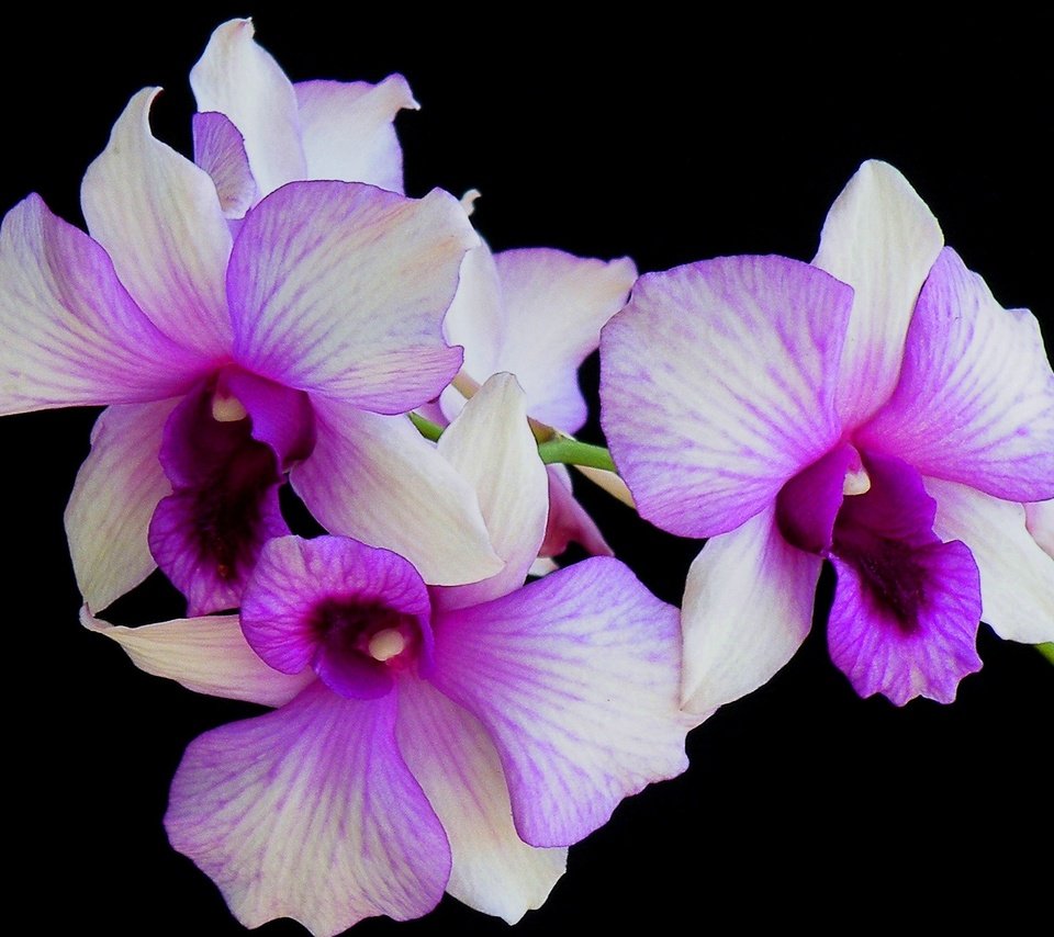 Обои цветы, макро, фон, лепестки, черный фон, орхидея, flowers, macro, background, petals, black background, orchid разрешение 2350x1560 Загрузить