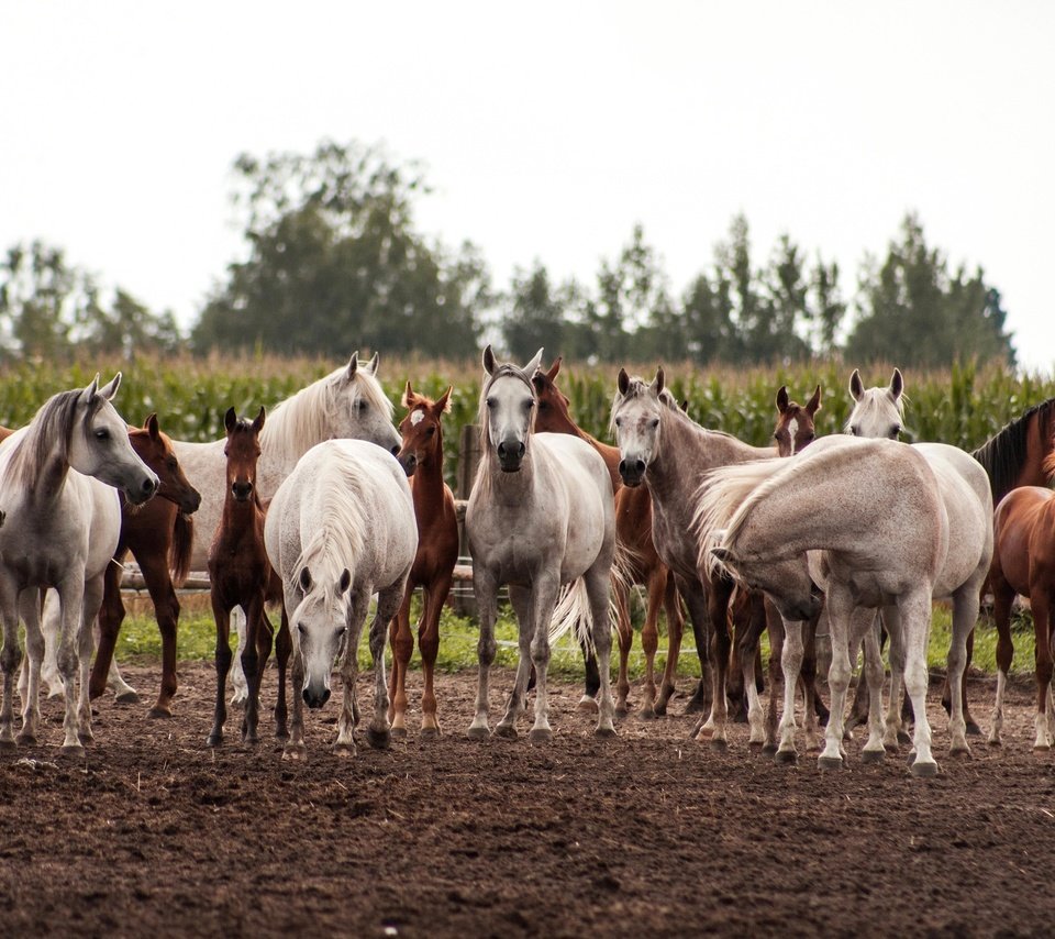 Обои поле, лошади, кони, табун, field, horse, horses, the herd разрешение 3450x2000 Загрузить