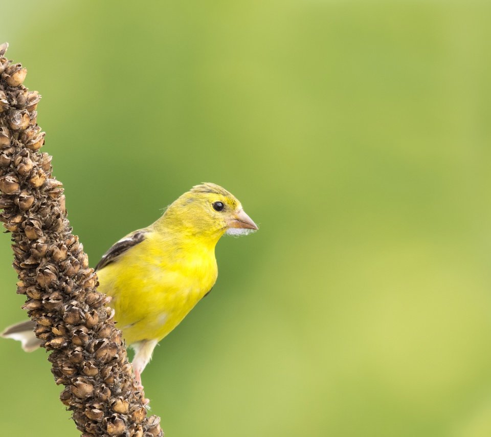 Обои природа, птица, клюв, перья, чиж, американский чиж, nature, bird, beak, feathers, siskin, american siskin разрешение 3000x1896 Загрузить