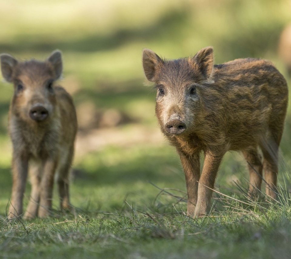 Обои трава, пара, кабан, свинья, вепрь, хрюшки, дикая свинья, grass, pair, boar, pig, pigs, wild pig разрешение 2048x1367 Загрузить