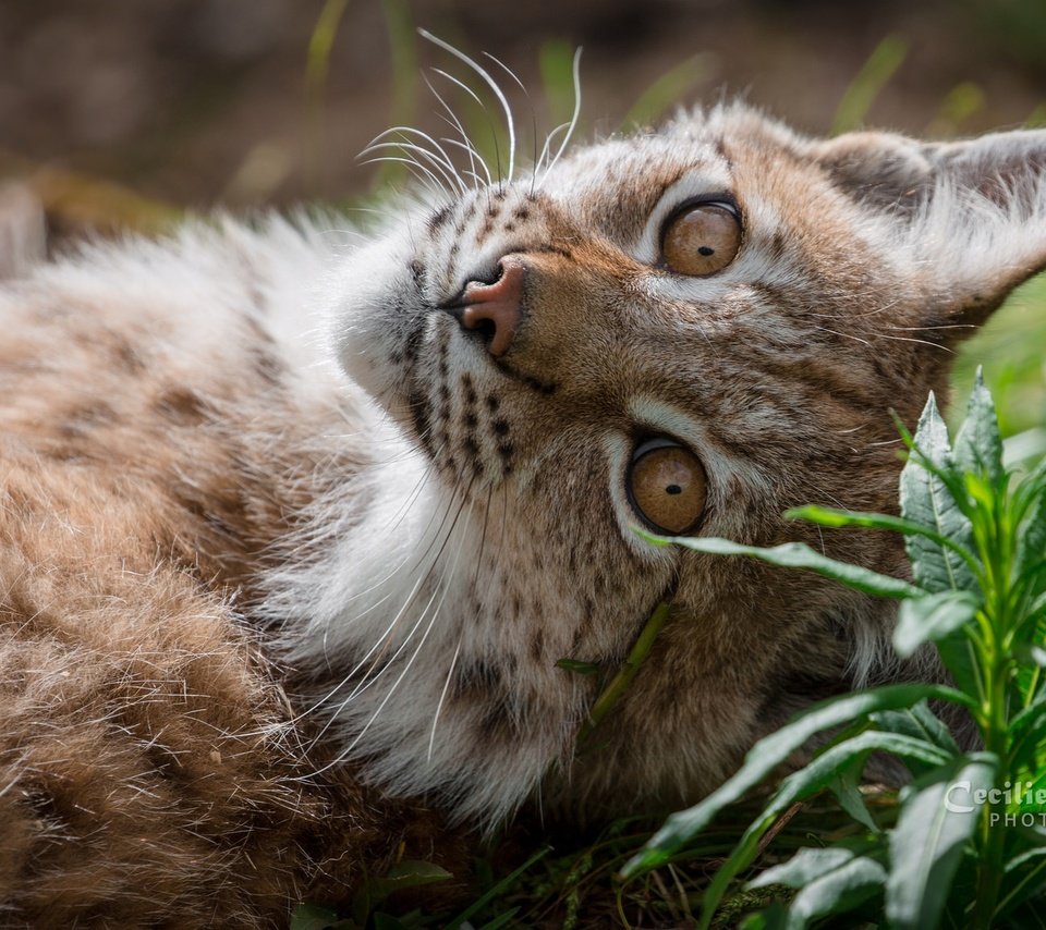 Обои морда, трава, рысь, взгляд, ушки, face, grass, lynx, look, ears разрешение 2048x1152 Загрузить