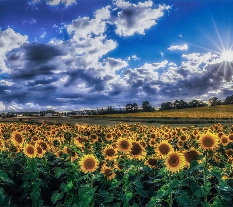 Обои небо, облака, утро, поле, лето, подсолнухи, желтые цветы, the sky, clouds, morning, field, summer, sunflowers, yellow flowers разрешение 1992x1153 Загрузить