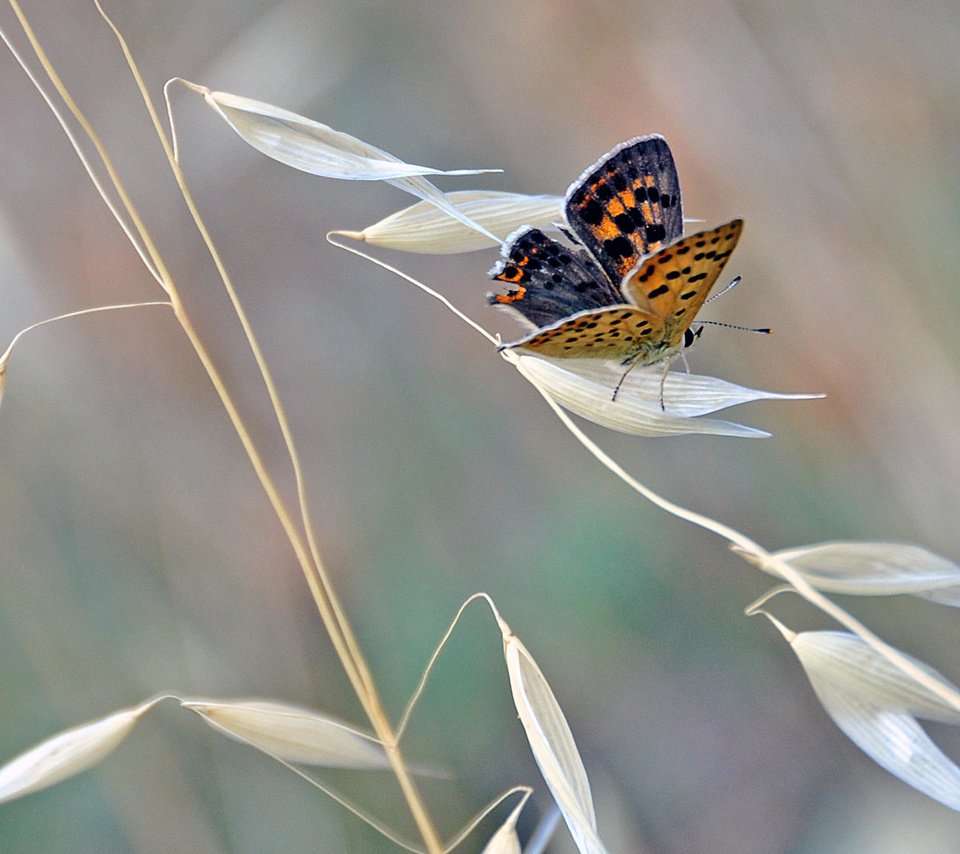 Обои насекомое, бабочка, крылья, растение, mercedes salvador, insect, butterfly, wings, plant разрешение 2048x1383 Загрузить