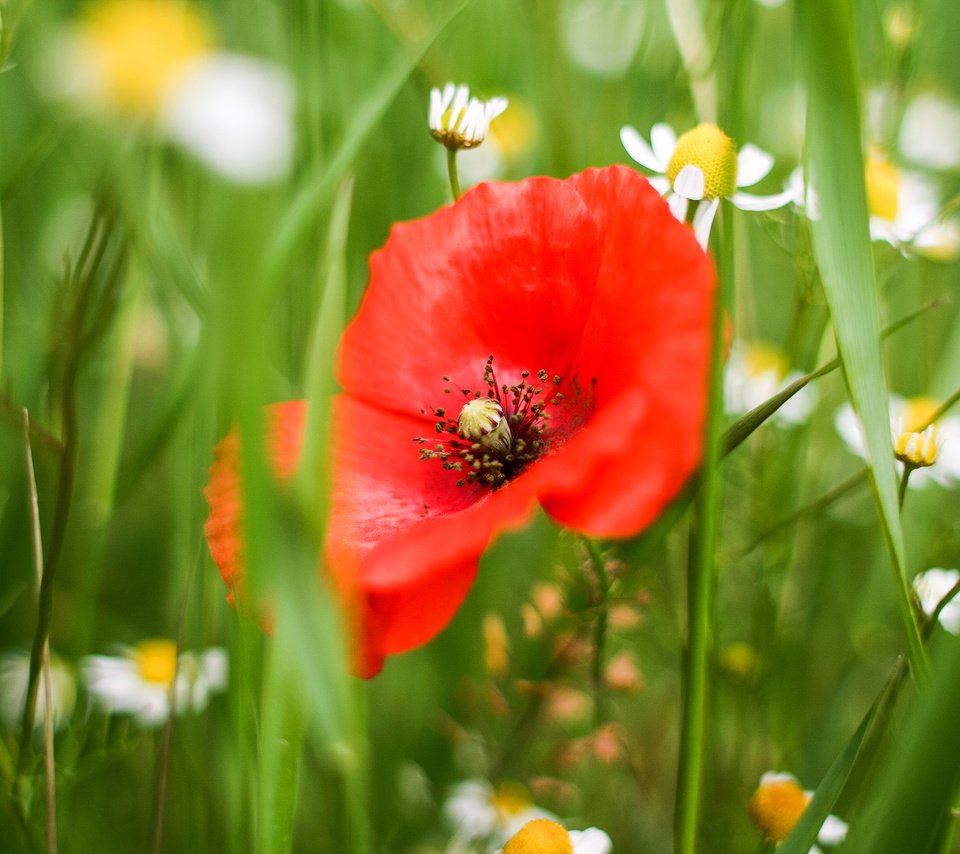 Обои цветы, трава, цветок, лепестки, красный, мак, ромашки, белые, flowers, grass, flower, petals, red, mac, chamomile, white разрешение 2880x1920 Загрузить