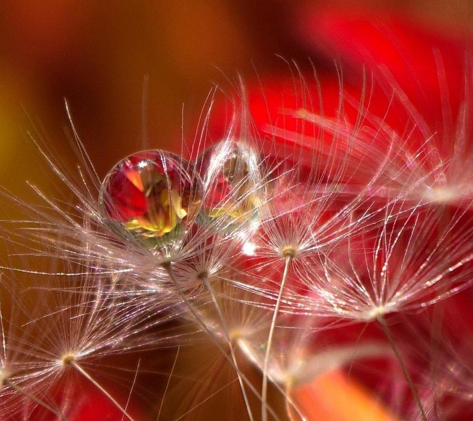 Обои капли, размытость, семена, пух, пушинки, былинки, aylin in the dropland, drops, blur, seeds, fluff, fuzzes, blade разрешение 2026x1080 Загрузить