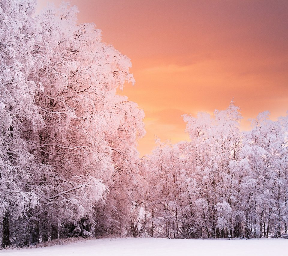 Обои деревья, лес, закат, зима, ветки, иней, норвегия, рена, trees, forest, sunset, winter, branches, frost, norway, ren разрешение 5120x3394 Загрузить