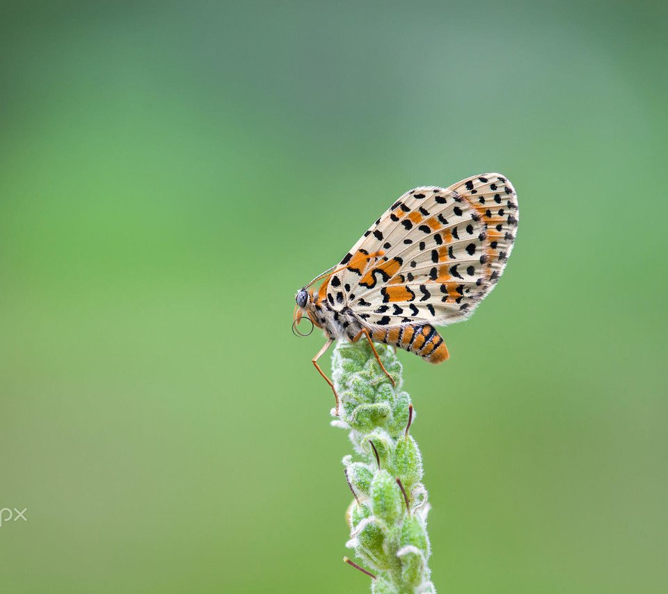 Обои насекомое, бабочка, крылья, растение, шашечница, j.g. domínguez, insect, butterfly, wings, plant, the metalmark разрешение 2000x1333 Загрузить