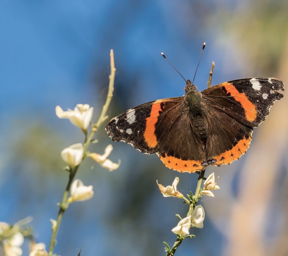 Обои цветы, насекомое, бабочка, крылья, боке, адмирал, нимфалида, flowers, insect, butterfly, wings, bokeh, admiral, nymphalid разрешение 2048x1366 Загрузить