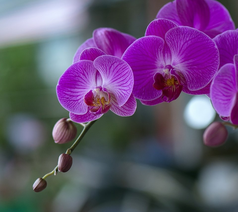 Обои цветы, цветение, орхидеи,  цветы, фаленопсис, flowers, flowering, orchids, phalaenopsis разрешение 2048x1365 Загрузить