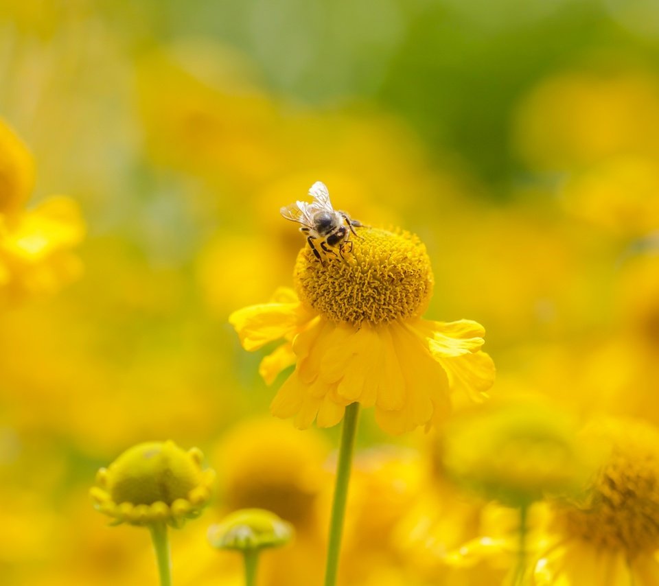 Обои цветы, насекомое, лето, размытость, пчела, желтые, flowers, insect, summer, blur, bee, yellow разрешение 2400x1350 Загрузить