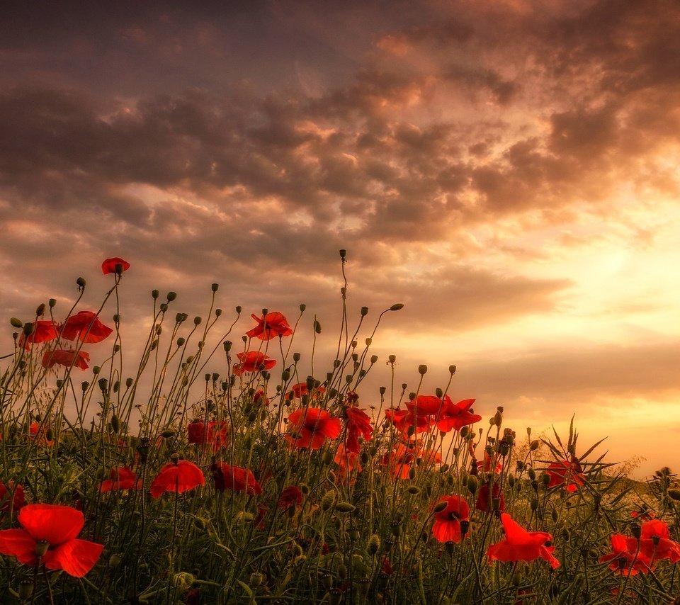 Обои цветы, облака, поле, красные, маки, луг, flowers, clouds, field, red, maki, meadow разрешение 2048x1263 Загрузить