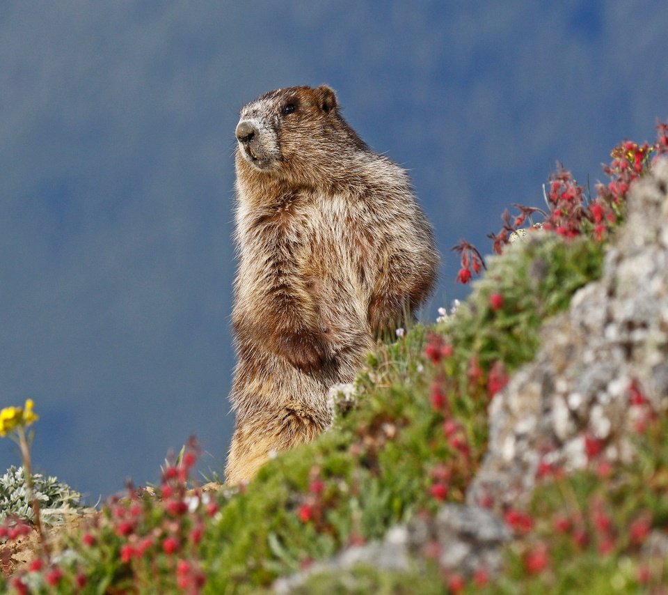 Обои небо, цветы, природа, животное, сурок, грызун, the sky, flowers, nature, animal, marmot, rodent разрешение 2048x1260 Загрузить