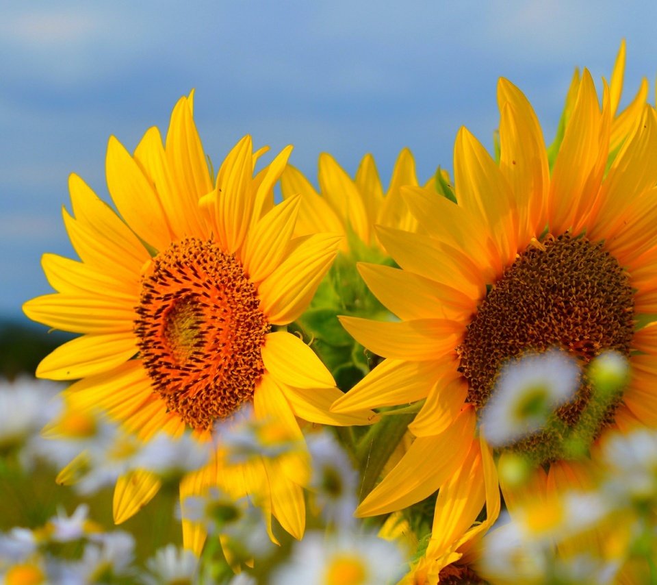 Обои небо, цветы, лето, лепестки, ромашки, подсолнухи, the sky, flowers, summer, petals, chamomile, sunflowers разрешение 3000x1817 Загрузить