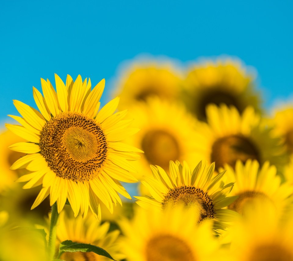 Обои небо, лепестки, размытость, подсолнухи, желтые цветы, the sky, petals, blur, sunflowers, yellow flowers разрешение 7360x4912 Загрузить