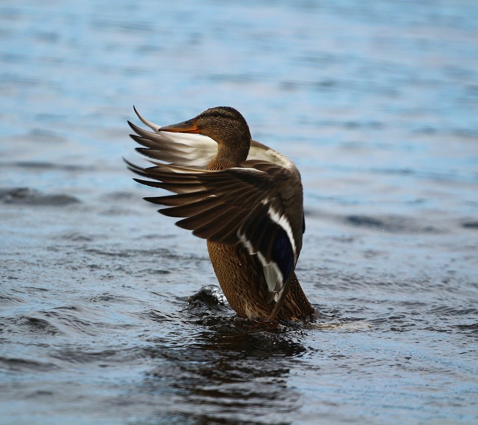 Обои озеро, крылья, птица, перья, озёра, утка, lake, wings, bird, feathers, duck разрешение 1920x1280 Загрузить