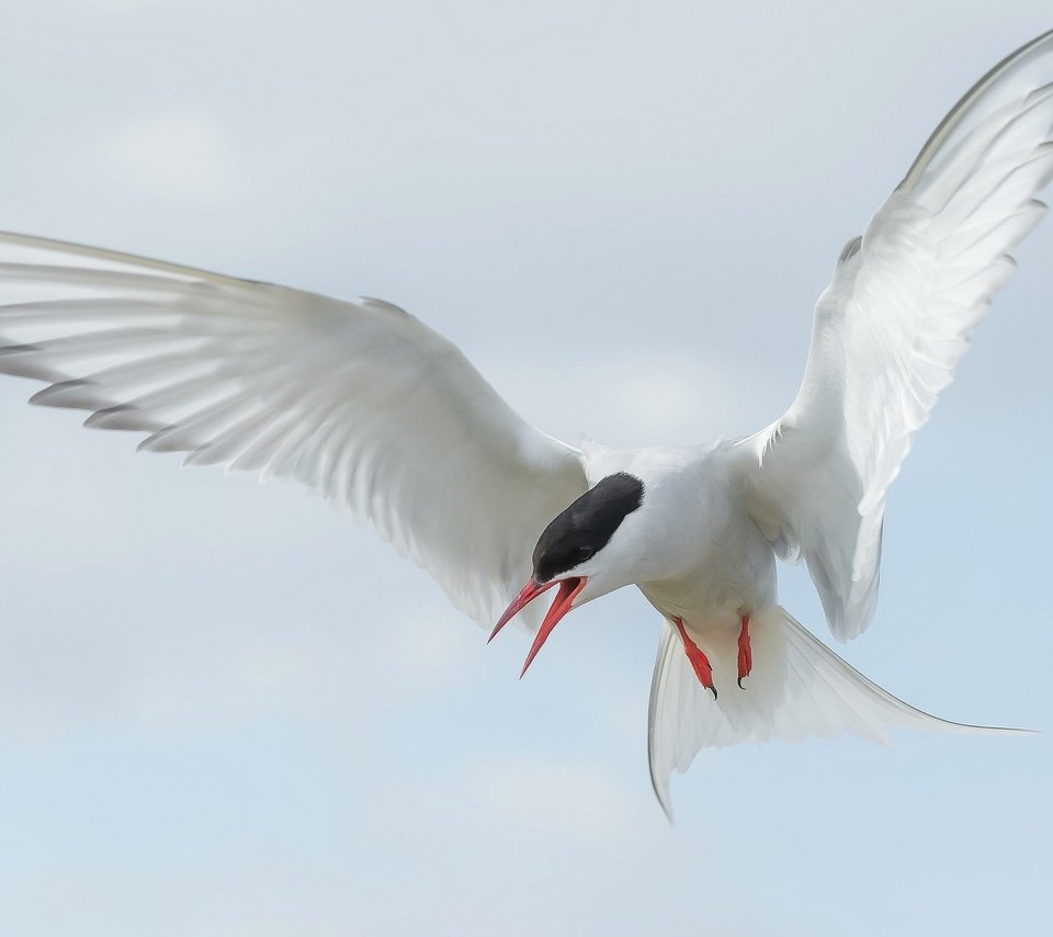 Обои полет, крылья, птица, клюв, хвост, полярная крачка, flight, wings, bird, beak, tail, arctic tern разрешение 2048x1296 Загрузить