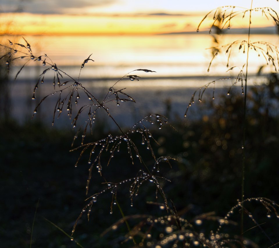 Обои трава, макро, роса, капли, колоски, растение, grass, macro, rosa, drops, spikelets, plant разрешение 3840x2400 Загрузить