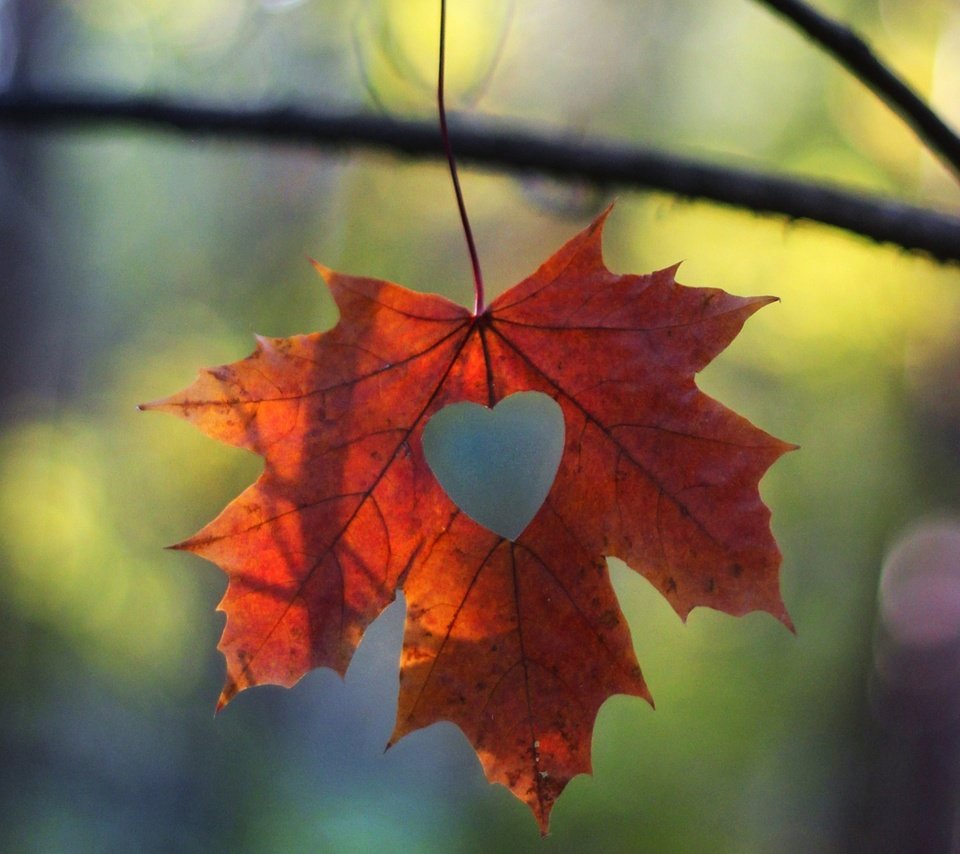 Сердце из осенних листьев
