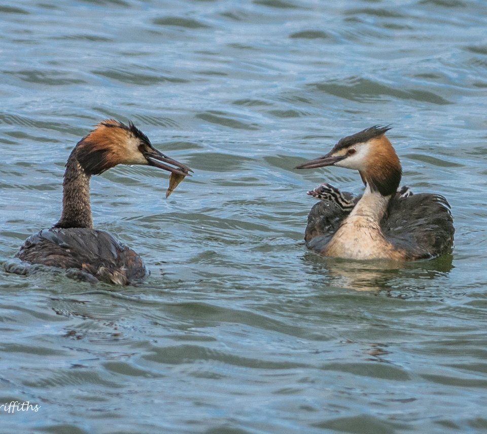 Обои вода, птицы, большая поганка, чомга, поганка, lynn griffiths, water, birds, great crested grebe, the great crested grebe, toadstool разрешение 2036x1359 Загрузить