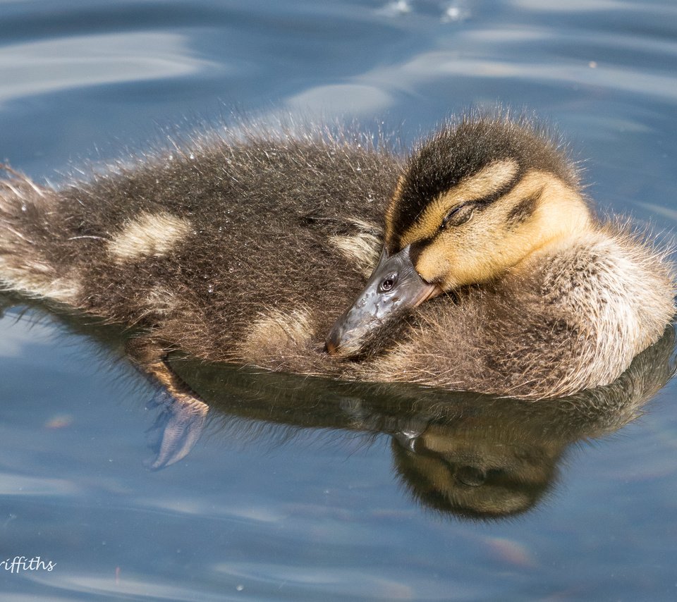 Обои вода, отражение, птица, клюв, перья, утка, кряква, lynn griffiths, water, reflection, bird, beak, feathers, duck, mallard разрешение 3465x2310 Загрузить