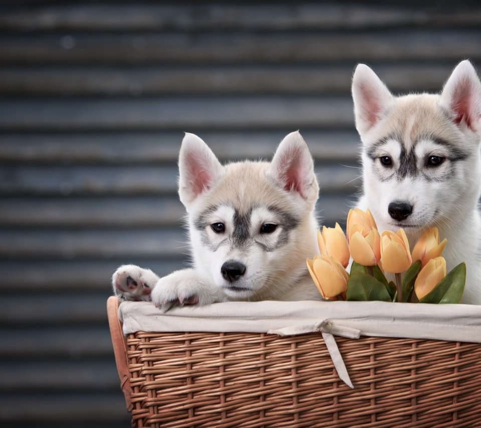 Обои цветы, животные, пара, корзина, тюльпаны, хаски, щенки, собаки, flowers, animals, pair, basket, tulips, husky, puppies, dogs разрешение 4000x2670 Загрузить