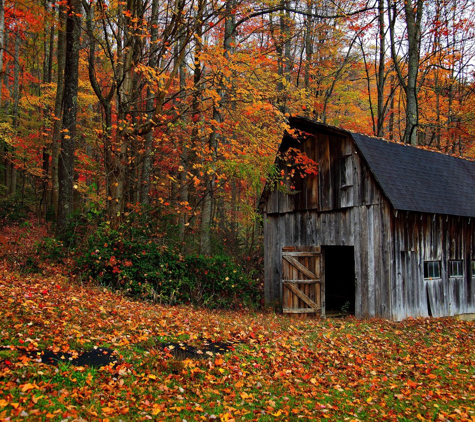 Обои деревья, природа, лес, листья, осень, домик, сарай, trees, nature, forest, leaves, autumn, house, the barn разрешение 3840x2400 Загрузить