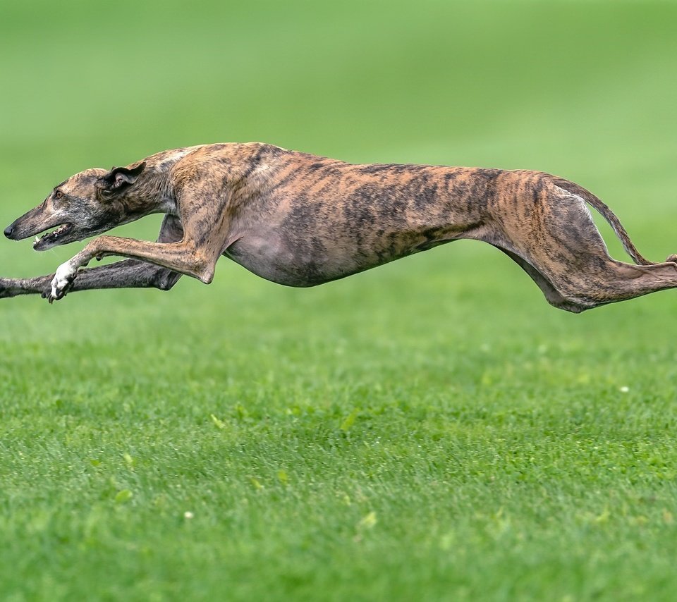 Обои трава, собака, друг, бег, борзая, grass, dog, each, running, greyhound разрешение 2048x1152 Загрузить