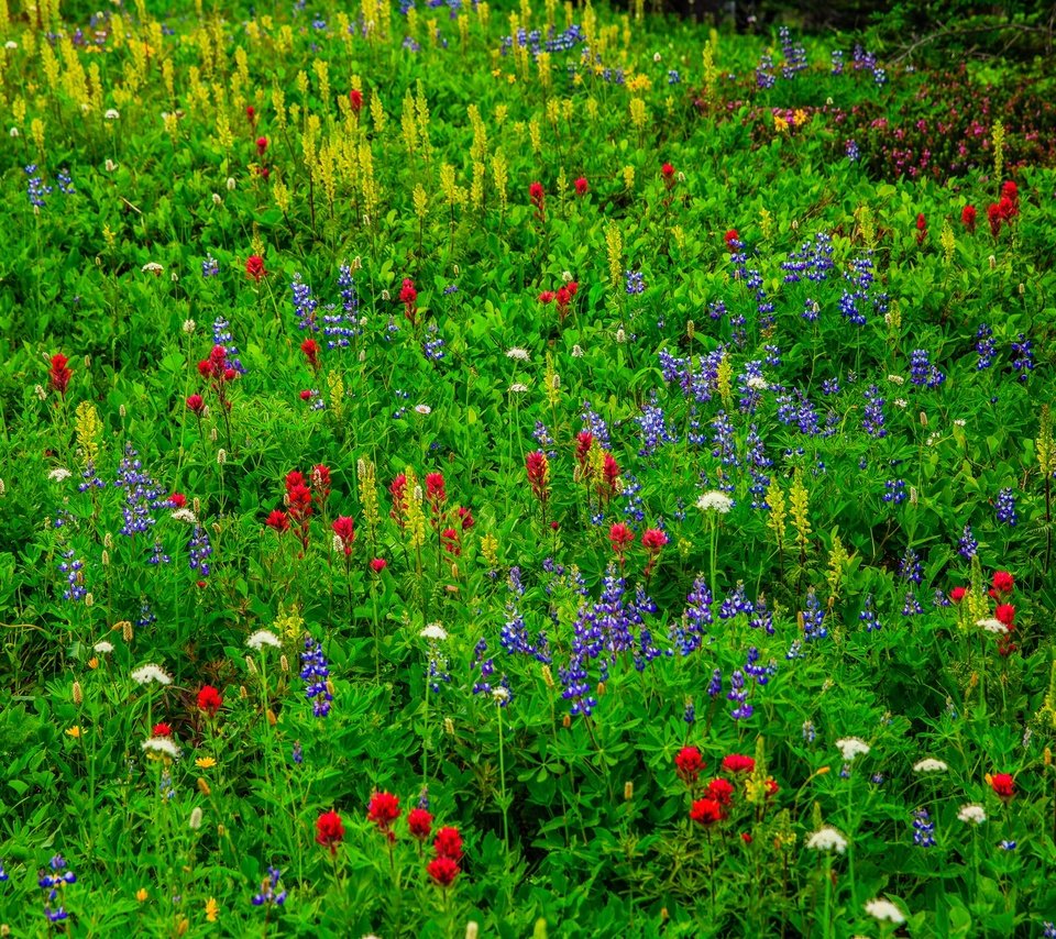 Обои цветы, трава, луг, полевые цветы, flowers, grass, meadow, wildflowers разрешение 2048x1365 Загрузить