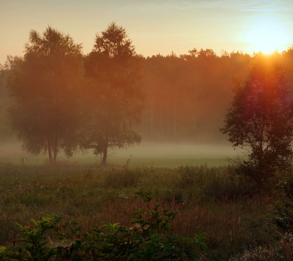 Обои трава, солнце, природа, лес, утро, туман, осень, поляна, grass, the sun, nature, forest, morning, fog, autumn, glade разрешение 3840x2400 Загрузить