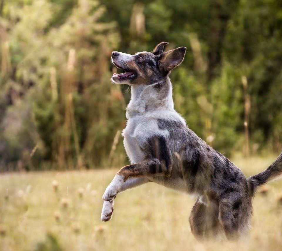 Обои природа, собака, друг, австралийская овчарка, australian sheep, nature, dog, each, australian shepherd разрешение 5182x3297 Загрузить