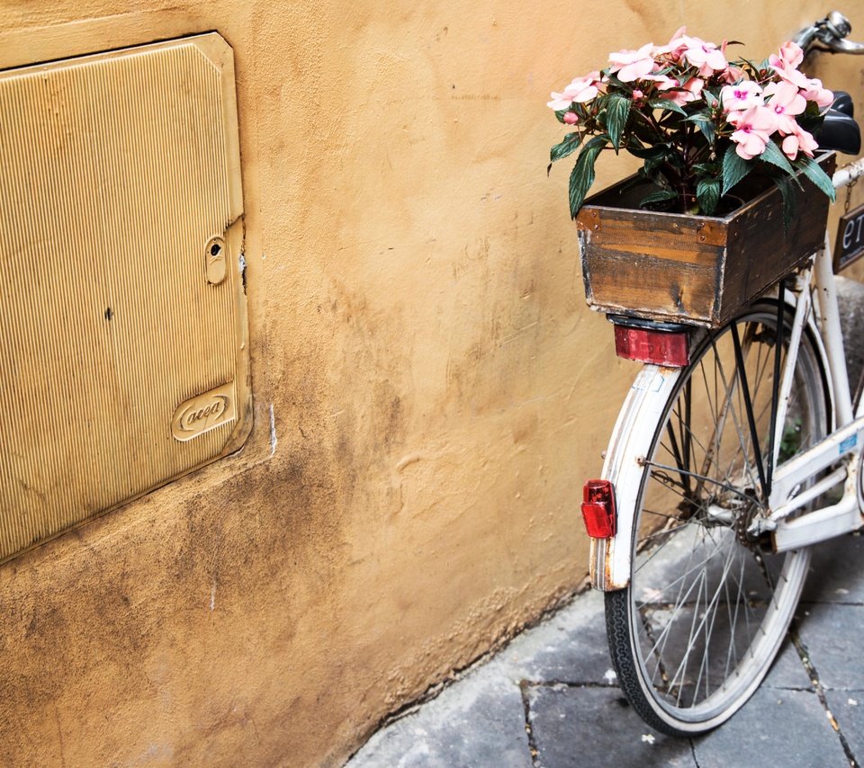 Обои цветы, велосипед, ящик, flowers, bike, box разрешение 5472x3648 Загрузить