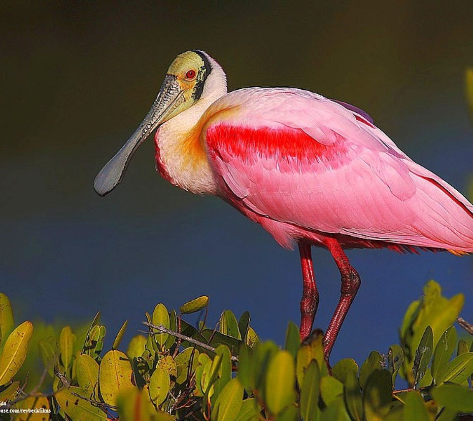 Обои растения, птица, клюв, перья, розовая, колпица, roseate spoonbill, plants, bird, beak, feathers, pink, spoonbill разрешение 1920x1440 Загрузить