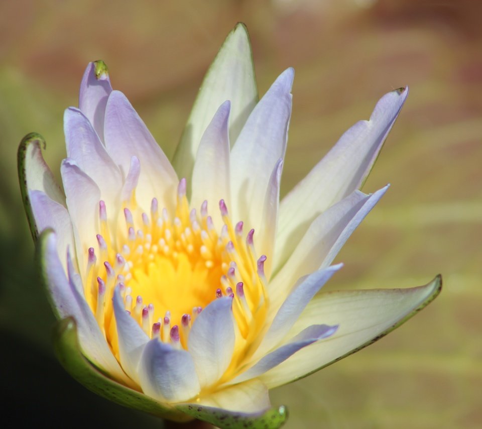 Обои макро, цветок, лепестки, кувшинка, водяная лилия, macro, flower, petals, lily, water lily разрешение 5184x3456 Загрузить