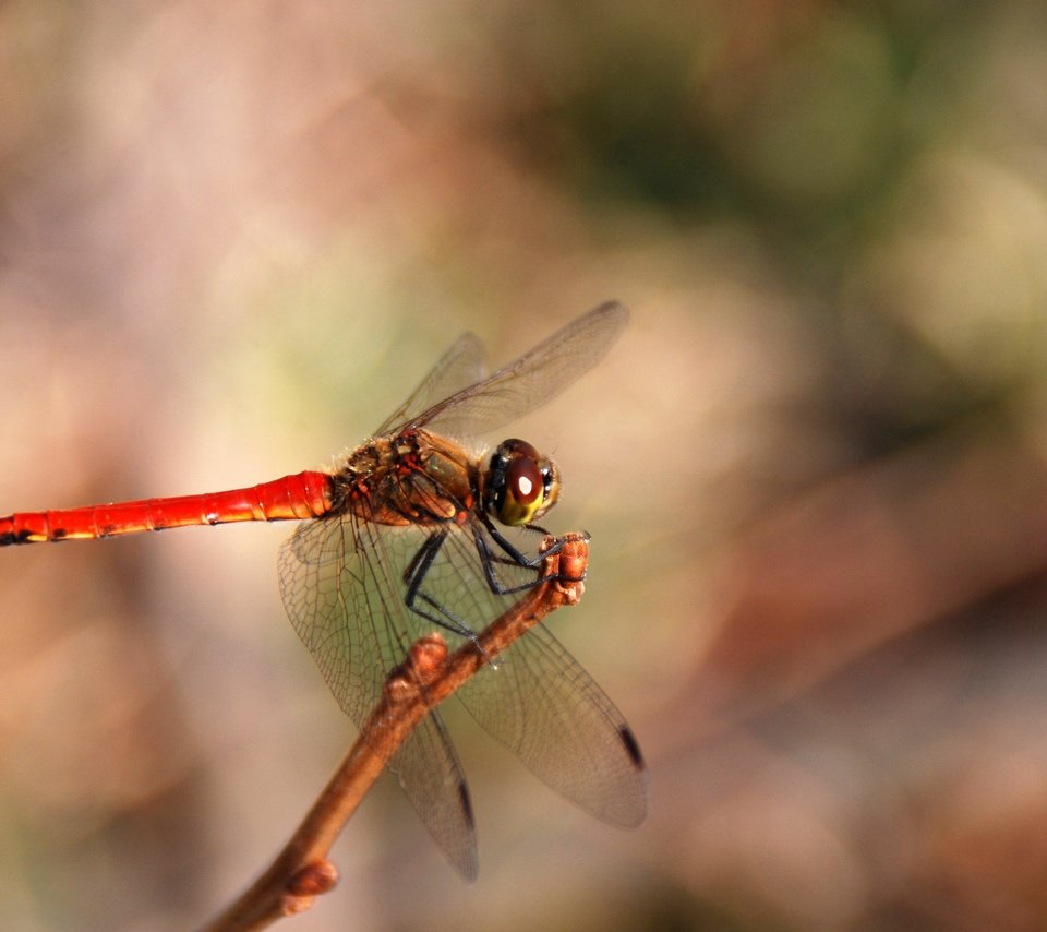 Обои макро, насекомое, крылья, размытость, стрекоза, macro, insect, wings, blur, dragonfly разрешение 3872x2592 Загрузить